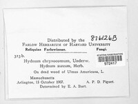 Hydnum chrysocomum image